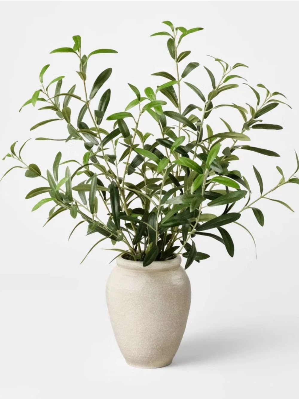 Large Olive Leaf Potted Arrangement - Threshold designed with Studio McGee